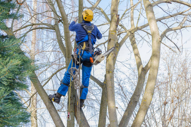 Reliable Maeser, UT Tree Services Solutions